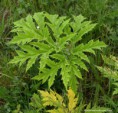 /album/my-local-birding-gallery/giant-hogweed-1-jpg/